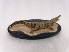Memory Museum 1/15 サイズ ワニ 鰐 動物 肉食性 リアル フィギュア PVC プラモデル おもちゃ 模型 動物好き 誕生日 プレゼント オリジナル コレクション 塗装済 完成品 台座付き
