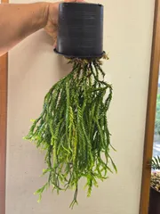 2025年最新】フペルジアの人気アイテム - メルカリ