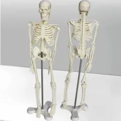 2024年最新】骨 模型の人気アイテム - メルカリ