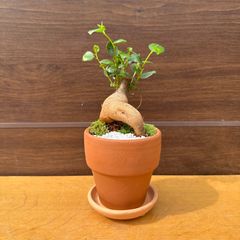 【和風植替えアレンジ】⑥ ガジュマル 盆栽 鉢植え 受け皿付き 3号鉢 フィカス 苔 化粧砂利 観葉植物 インテリア 幸福の樹 テラコッタ