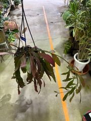 リプサリス・ラムローラ　吊り鉢　稀少　サボテン　多肉植物　ハンギング　ピンク　観葉植物　インテリア　グリーン
