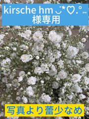 カスミソウ　白　35センチ　50本入り