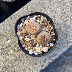 多肉植物 リトープス 菊章玉 双頭