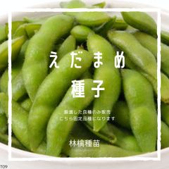 T9　家庭菜園でおすすめ品種　枝豆　えだまめ　エダマメ　大豆　固定種　野菜の種　貴重な累代自家採種！ここが他とは違います！
