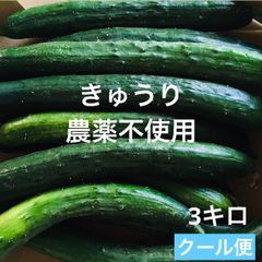 きゅうり　農薬不使用　とれたて　クール便　３キロ