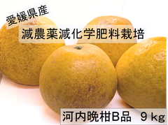 愛媛県産、減農薬、減化学肥料栽培、河内晩柑　9kg (B品）