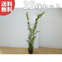 ブルーベリー苗オニール3.5号ポット42本セット - メルカリ