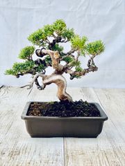 真柏　小品盆栽　しんぱく