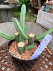ユーフォルビア☆3本立ち☆ヘテロクロマ②