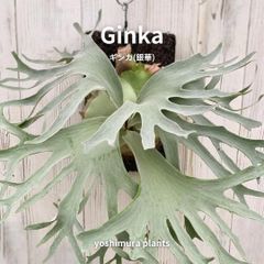 【数量限定】ビカクシダ胞子　45種セット ビカクシダ セット 数量限定】ビカクシダ胞子 45種セット