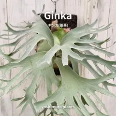 与謝野　FSQ 銀華 GINKA OC子株④ FSQ 銀華 GINKA OC子株③