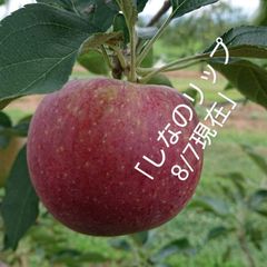 「しなのリップ約3kg」「夏りんごの主役」！長野県オリジナル品種。果汁が多く甘味と酸味のバランスが良い。夏収穫りんごを食べるなら押さえておきたい品種です。お届け後冷蔵庫にて（発送予定は8/16頃～）