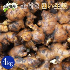 山北産直 土付き 生姜 4kg 高知県産 国産 しょうが 農家直送