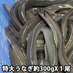 【 生きたまま発送 】 生 うなぎ 約300gX1尾 特大サイズ（冷蔵便） 愛知三河産などの国産 バーベキュー