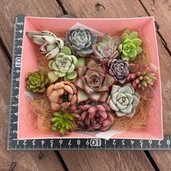 多肉植物　カット苗　詰め合わせ　エケベリア