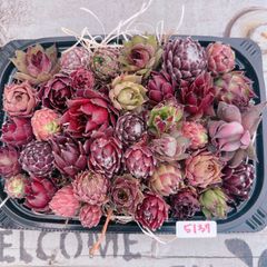 センペルビウム寄せ植えset♡5137