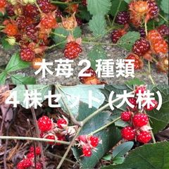 ⭐️木苺2種類4株⭐️冬苺2株&苗代苺2株⭐️2900円→1600円　木いちご