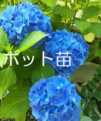 ◎紫陽花