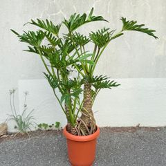 ザミア フロリダーナ 多頭 メキシコソテツ 3頭 - メルカリ