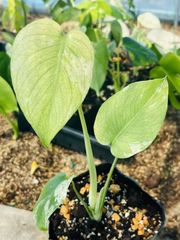 モンステラ デリシオーサ ホワイトモンスター 天津蘭 - メルカリ