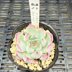 リンゼアナ×中里リンゼアナ　札付きポットごとメルカリ便TYさん苗 美苗】多肉植物 (ルキアxホリコロ)x中里リンゼアナ 札付きポット