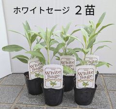 【２苗セット】ホワイトセージ　ハーブ　苗　シルバーリーフ　寄植え　ガーデニング　浄化作用　ドライフラワー