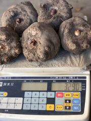 令和6年度産こんにゃく芋(みやままさり)3kg