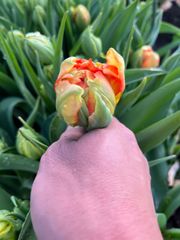 農家がハウスからあなたへ直送するチューリップ　切花生花　オレンジ八重咲　20本訳あり特別set