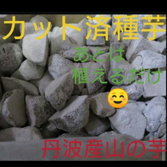 後は植えるだけ！カット種芋1kg★丹波山の芋★数量限定早い者勝ち1キロ