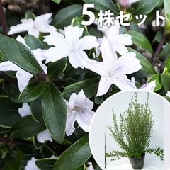 ケイパレス 5号ポット 苗 苗木 - メルカリ
