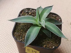 2025年最新】アガベ 王妃笹の雪 a型の人気アイテム - メルカリ