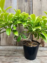 2025年最新】ファグラエアの人気アイテム - メルカリ