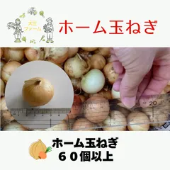 ホーム玉ねぎ　500球　栽培期間中農薬不使用 シャルム　セット栽培用　種球 セットタマネギ／ホームタマネギ専用の種【シャルム】〔F1