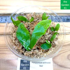 板付 観葉植物 超美形株から外した子株です♫〖ビカクシダ・ウィリンキー・バリ〗 P.willinckii(vp15) #ビカクシダ #ウィリンキー #willinckii