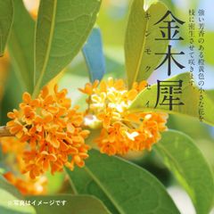 金木犀～きんもくせい～