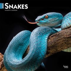 【輸入版】2024年 世界のヘビ カレンダー / ブラウントラウト 30.5 x 61 cm (Snakes  Calendar)