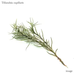2025年最新】tillandsia capillarisの人気アイテム - メルカリ