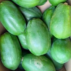 青 パパイヤ 2kg (2~6個)　Green Papaya　野菜沖縄産