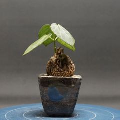 "Matelea cyclophylla" マテレア シクロフィラ 管理2245