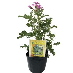 ハーブゼラニウム　パイン　3.5号　自家栽培　希少品種　観葉植物　蚊連草