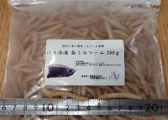 バラ冷凍 白ミルワーム 200g