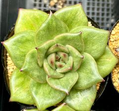 ランブラー　散り斑　エケベリア　韓国苗　多肉植物