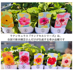 ラナンキュラス・ランドセルシリーズ⑨『サラセレネ　イパリオン』（3.5号）希少　人気　花苗　寄せ植え