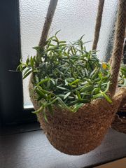 リプサリス ミクランサ カット苗5本 - メルカリ