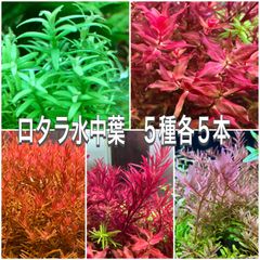 おすすめロタラ水中葉　5種類各5本