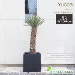 ユッカ フィリフェラ《H＝約1.65m・13号》182