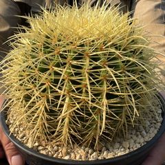 【鉢ごと発送】【送料込】 サボテンの王様！金色サボテン / 金鯱（キンシャチ） 7寸 平鉢21号 / 【現品】25-7-5-07