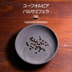 ユーフォルビア・バルサミフェラ 種子 5粒 塊根植物 コーデックス 多肉植物 観葉植物 ユーフォルビアバルサミフェラ Euphorbia balsamifera