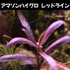 アマゾン ハイグロ　レッドライン  2本 水中葉  送料無料