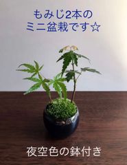 ミニ盆栽　もみじ2本（夜空色の鉢）B